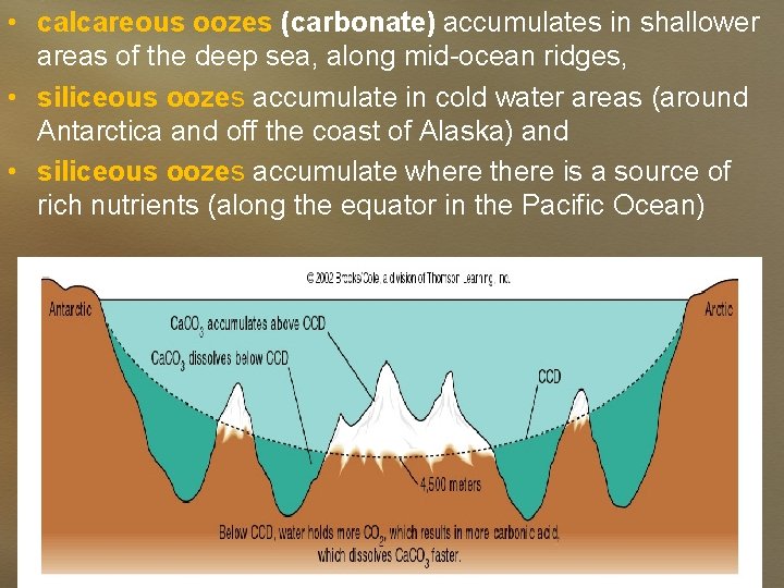  • calcareous oozes (carbonate) accumulates in shallower areas of the deep sea, along