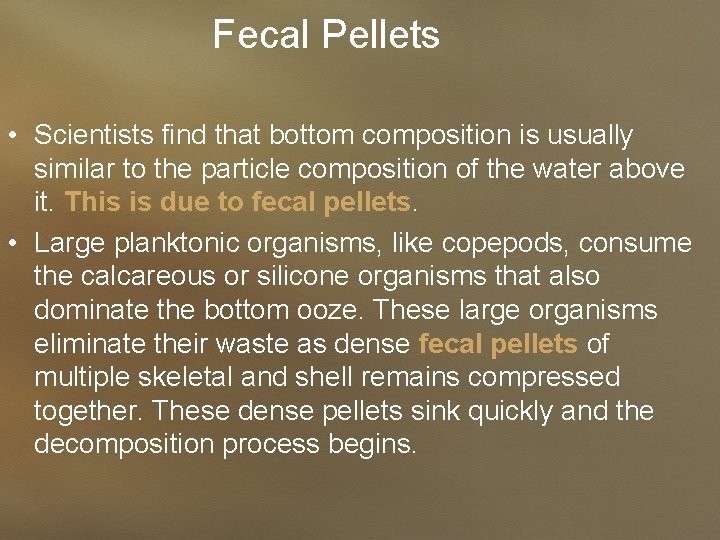 Fecal Pellets • Scientists find that bottom composition is usually similar to the particle