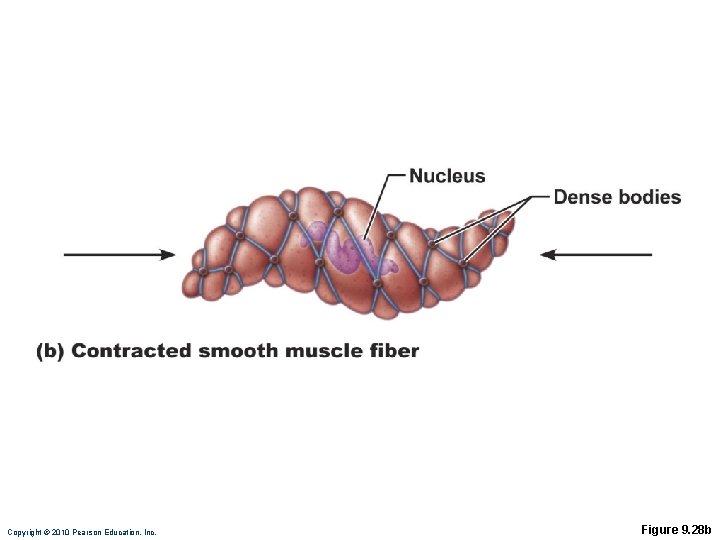 Copyright © 2010 Pearson Education, Inc. Figure 9. 28 b 