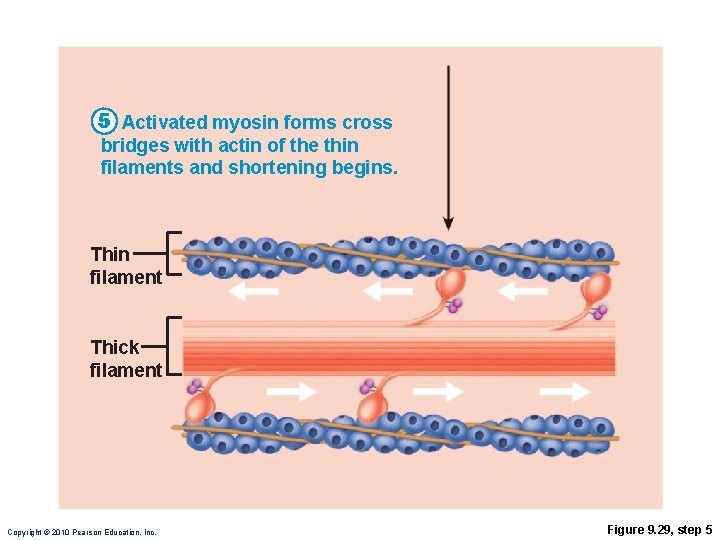 5 Activated myosin forms cross bridges with actin of the thin filaments and shortening