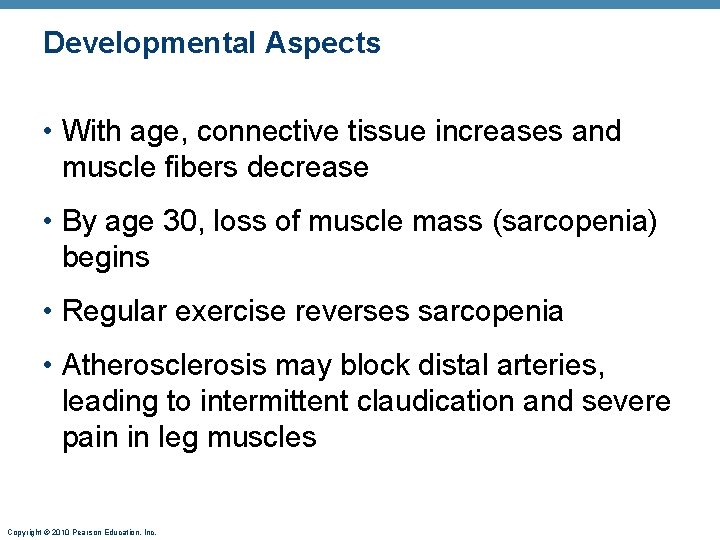 Developmental Aspects • With age, connective tissue increases and muscle fibers decrease • By
