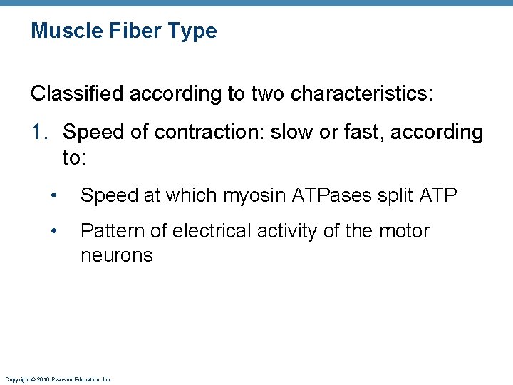 Muscle Fiber Type Classified according to two characteristics: 1. Speed of contraction: slow or