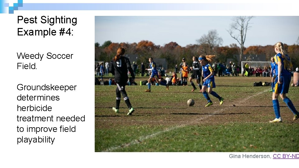 Pest Sighting Example #4: Weedy Soccer Field. Groundskeeper determines herbicide treatment needed to improve