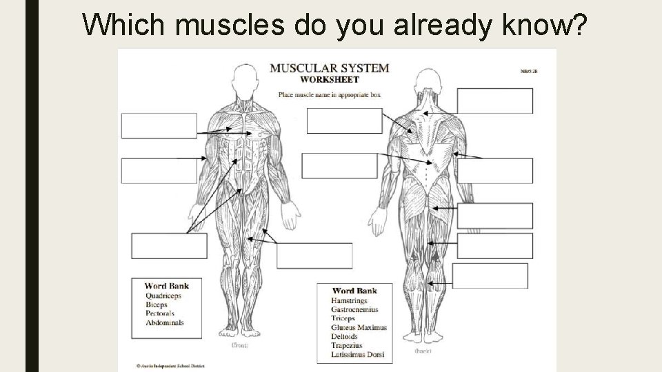 Which muscles do you already know? 