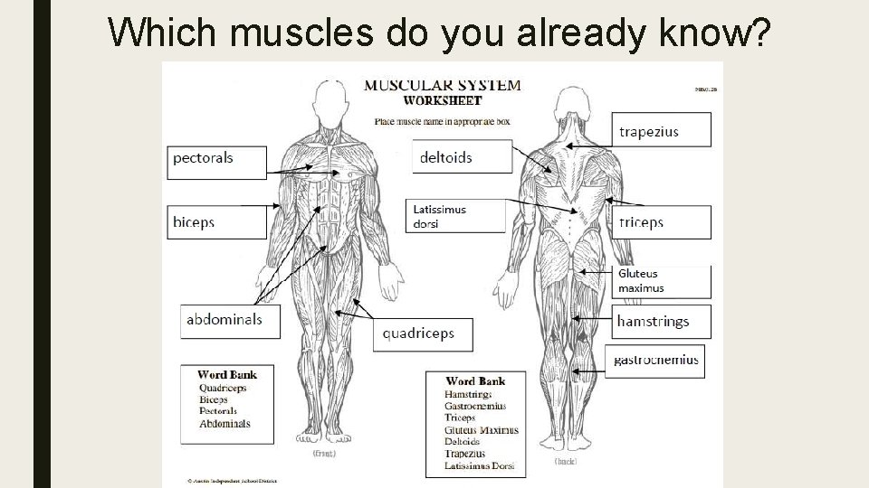 Which muscles do you already know? 