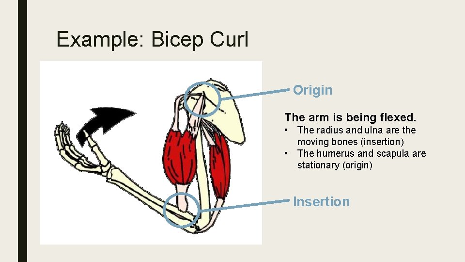 Example: Bicep Curl Origin The arm is being flexed. • The radius and ulna