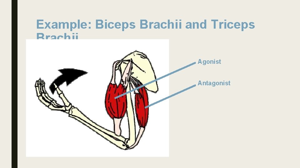 Example: Biceps Brachii and Triceps Brachii Agonist Antagonist 