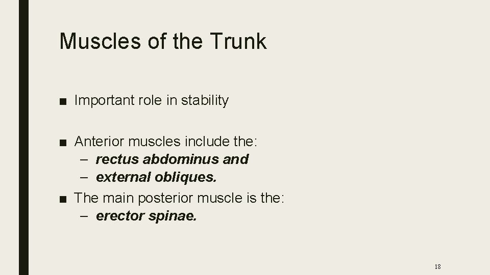 Muscles of the Trunk ■ Important role in stability ■ Anterior muscles include the: