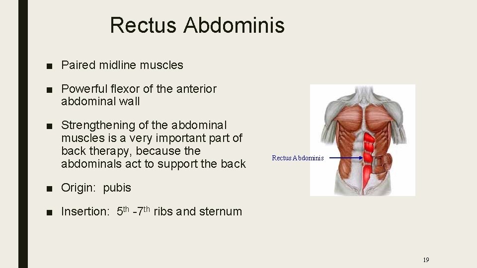 Rectus Abdominis ■ Paired midline muscles ■ Powerful flexor of the anterior abdominal wall