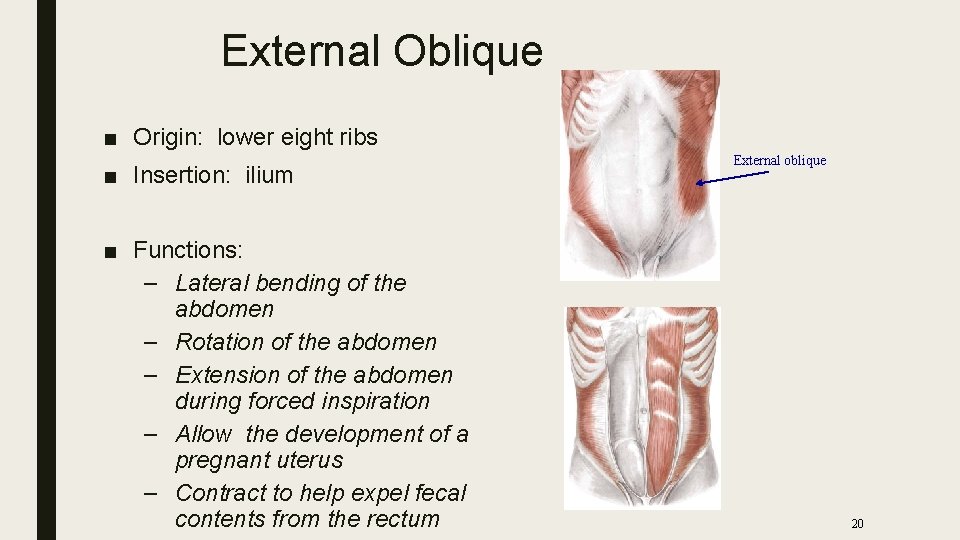 External Oblique ■ Origin: lower eight ribs ■ Insertion: ilium ■ Functions: – Lateral