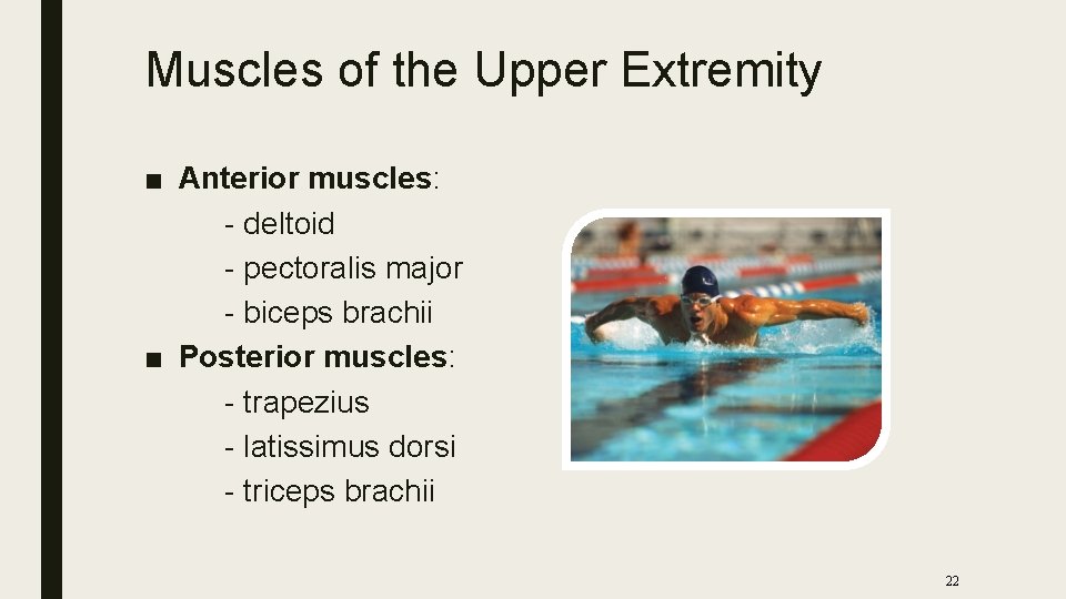 Muscles of the Upper Extremity ■ Anterior muscles: - deltoid - pectoralis major -