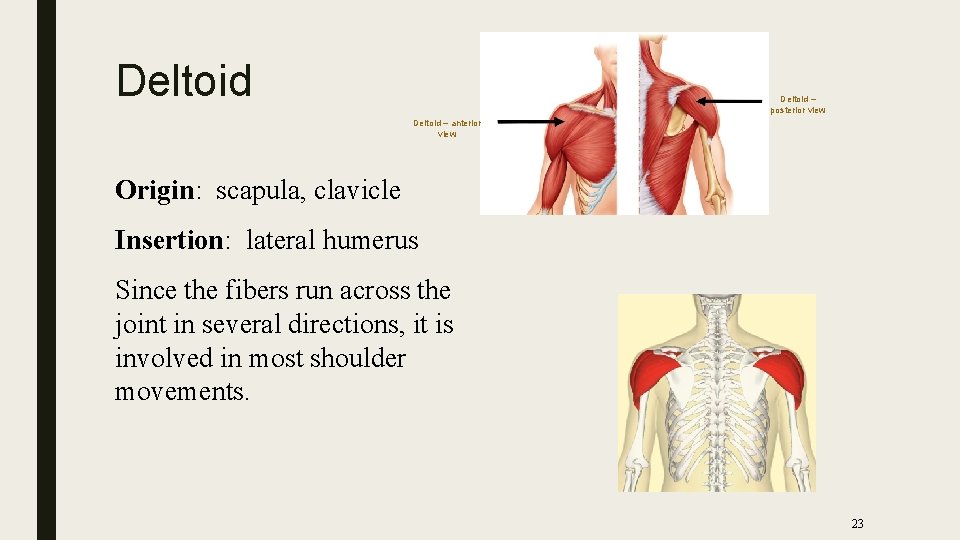 Deltoid – posterior view Deltoid – anterior view Origin: scapula, clavicle Insertion: lateral humerus