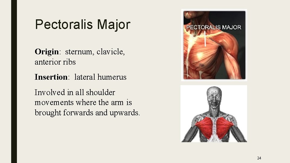 Pectoralis Major Origin: sternum, clavicle, anterior ribs Insertion: lateral humerus Involved in all shoulder
