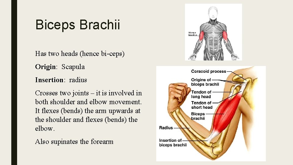 Biceps Brachii Has two heads (hence bi-ceps) Origin: Scapula Insertion: radius Crosses two joints