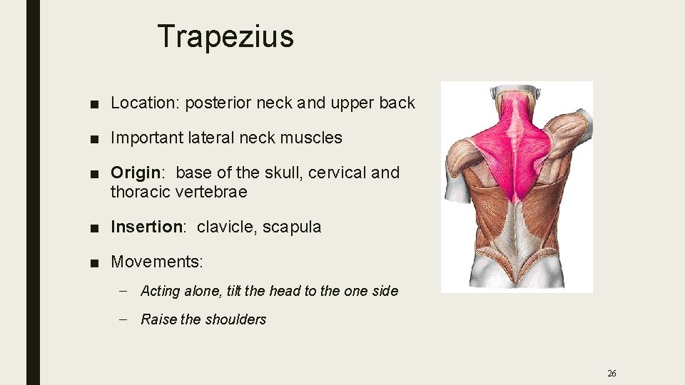 Trapezius ■ Location: posterior neck and upper back ■ Important lateral neck muscles ■