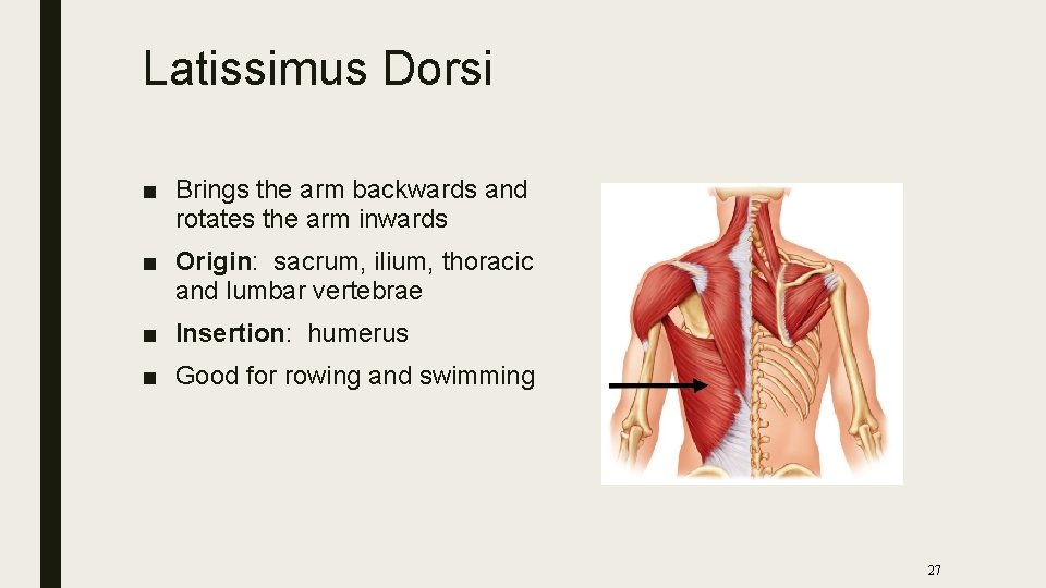 Latissimus Dorsi ■ Brings the arm backwards and rotates the arm inwards ■ Origin:
