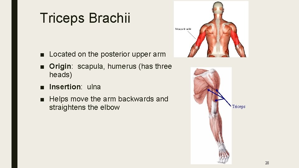 Triceps Brachii ■ Located on the posterior upper arm ■ Origin: scapula, humerus (has