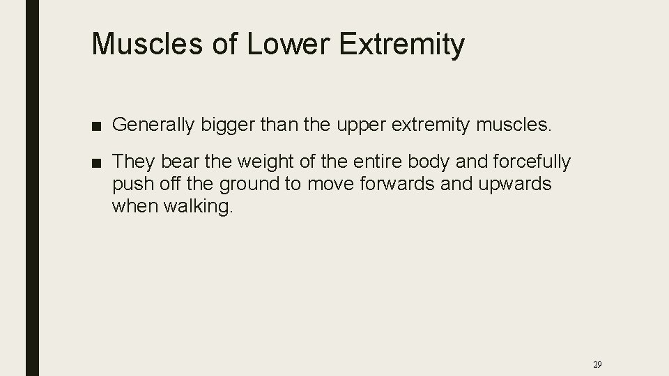 Muscles of Lower Extremity ■ Generally bigger than the upper extremity muscles. ■ They