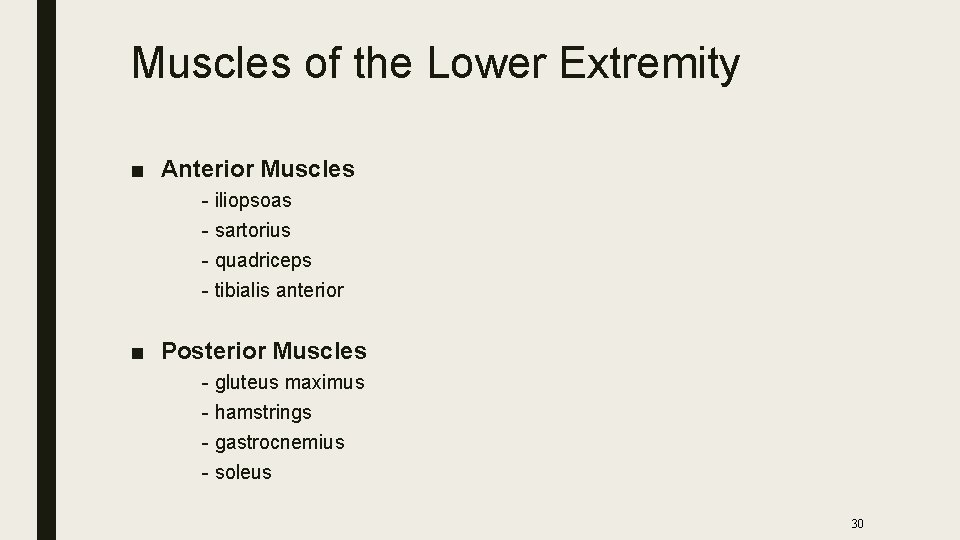 Muscles of the Lower Extremity ■ Anterior Muscles - iliopsoas - sartorius - quadriceps