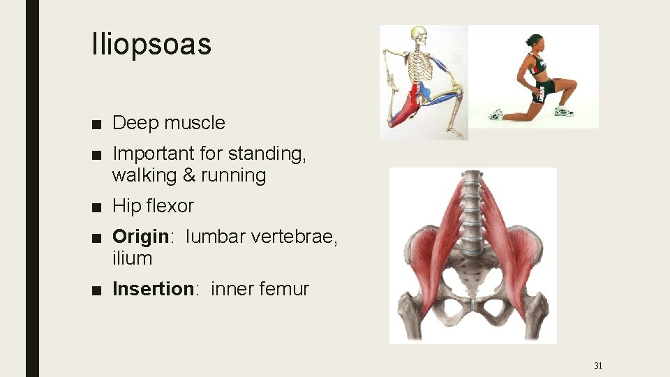 Iliopsoas ■ Deep muscle ■ Important for standing, walking & running ■ Hip flexor