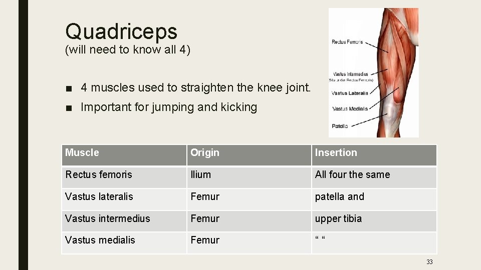 Quadriceps (will need to know all 4) ■ 4 muscles used to straighten the