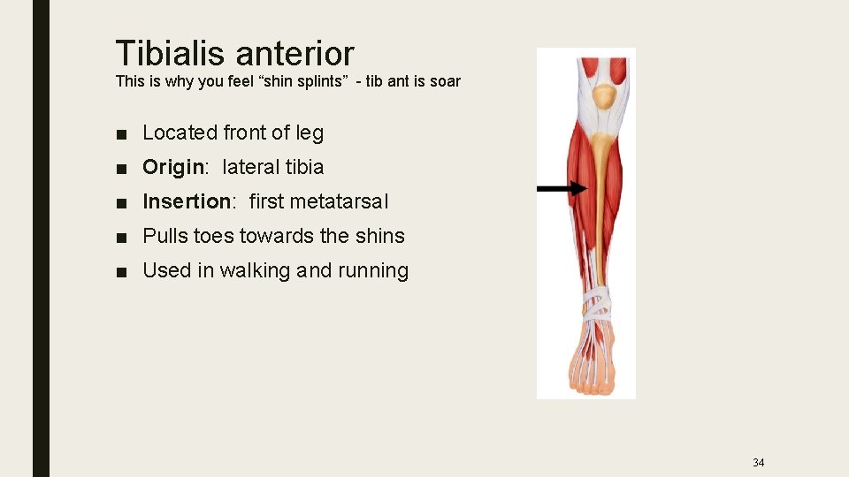 Tibialis anterior This is why you feel “shin splints” - tib ant is soar