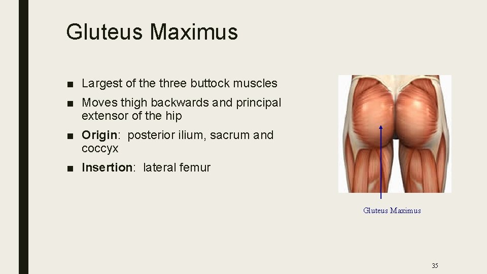 Gluteus Maximus ■ Largest of the three buttock muscles ■ Moves thigh backwards and