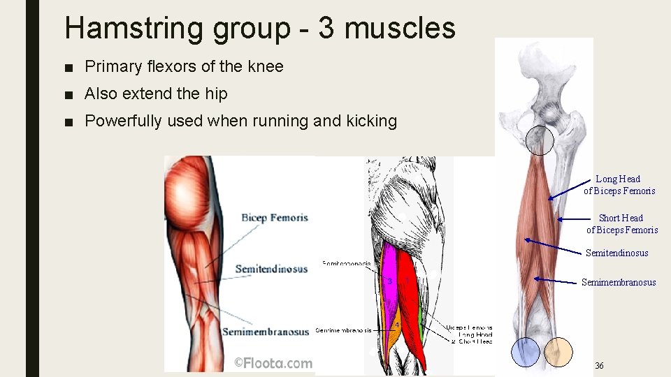 Hamstring group - 3 muscles ■ Primary flexors of the knee ■ Also extend