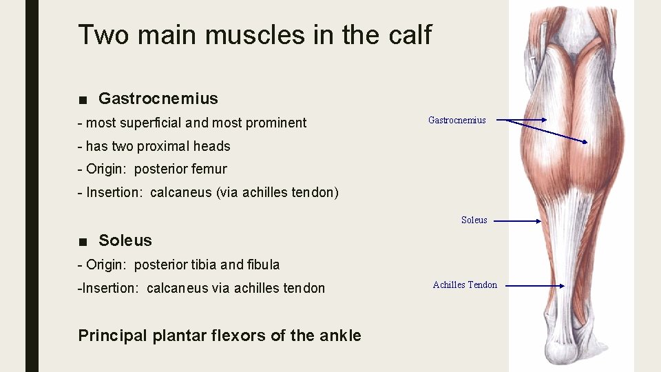 Two main muscles in the calf ■ Gastrocnemius - most superficial and most prominent