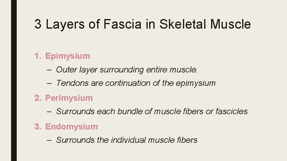 3 Layers of Fascia in Skeletal Muscle 1. Epimysium – Outer layer surrounding entire