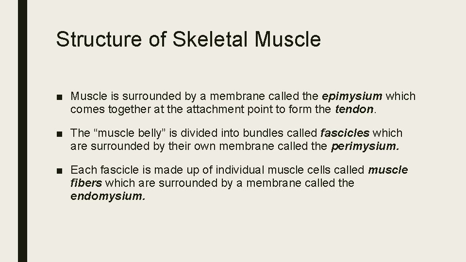 Structure of Skeletal Muscle ■ Muscle is surrounded by a membrane called the epimysium