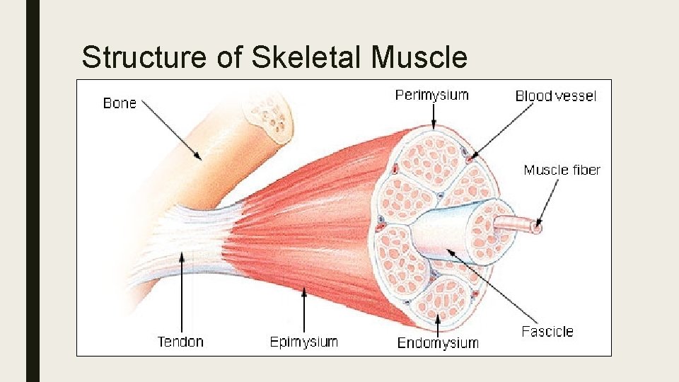 Structure of Skeletal Muscle 