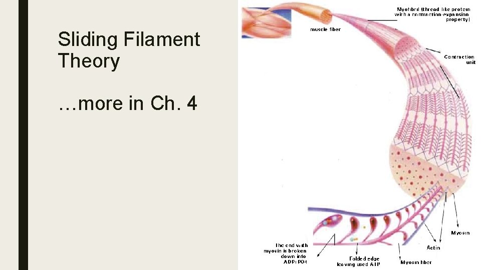 Sliding Filament Theory …more in Ch. 4 