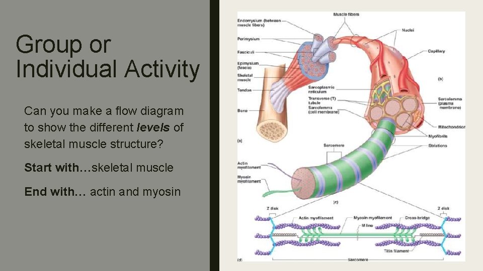 Group or Individual Activity Can you make a flow diagram to show the different