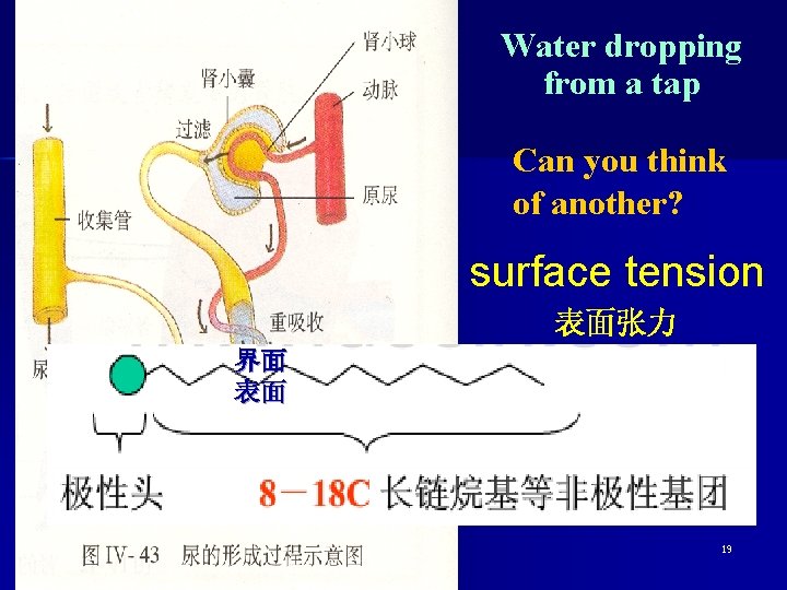 Water dropping from a tap Can you think of another? surface tension 表面张力 界面