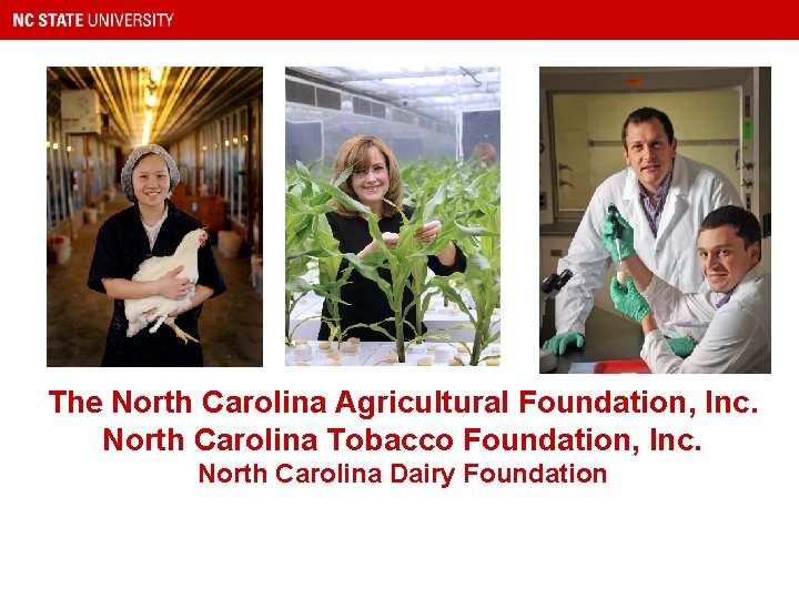 The North Carolina Agricultural Foundation, Inc. North Carolina Tobacco Foundation, Inc. North Carolina Dairy