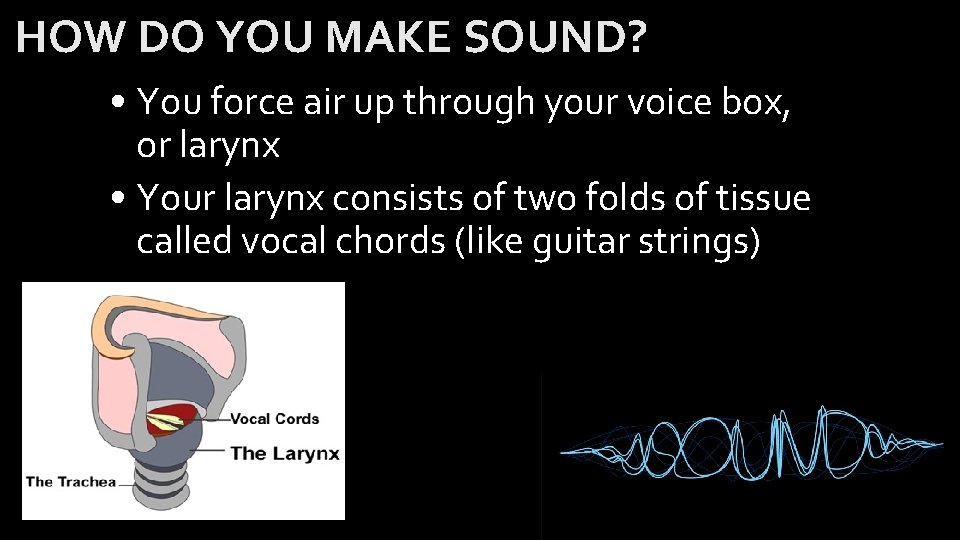 HOW DO YOU MAKE SOUND? • You force air up through your voice box,
