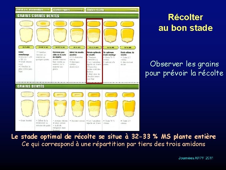 Récolter au bon stade Observer les grains pour prévoir la récolte Le stade optimal