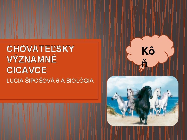 CHOVATEĽSKY VÝZNAMNÉ CICAVCE LUCIA ŠIPOŠOVÁ 6. A BIOLÓGIA Kô ň 