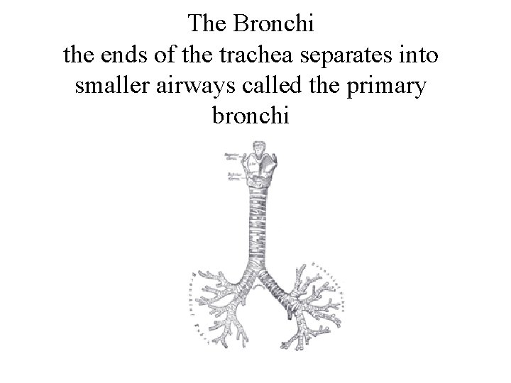The Bronchi the ends of the trachea separates into smaller airways called the primary