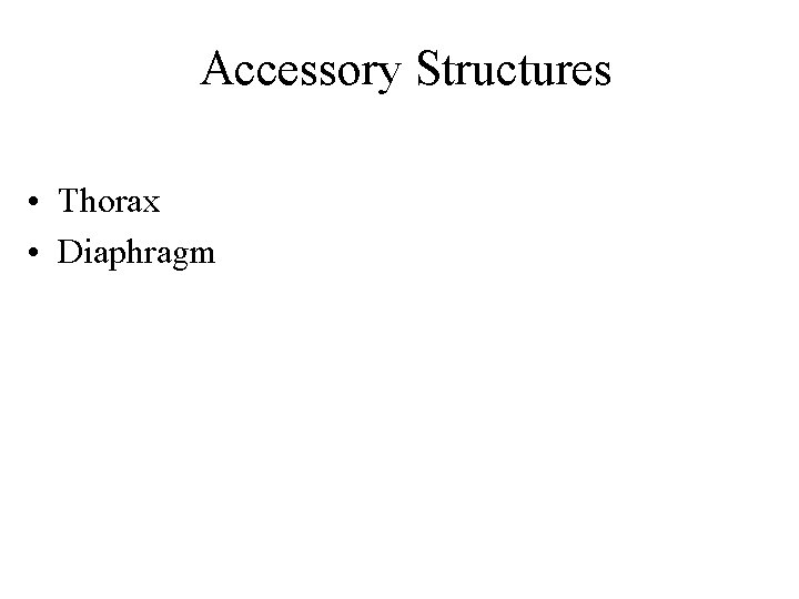 Accessory Structures • Thorax • Diaphragm 