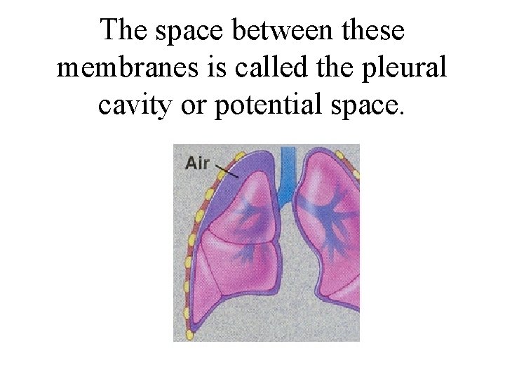 The space between these membranes is called the pleural cavity or potential space. 