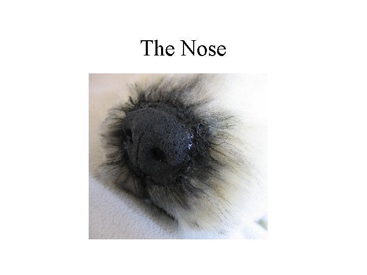 The Nose 