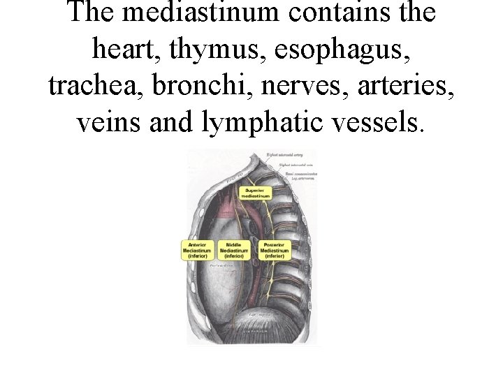 The mediastinum contains the heart, thymus, esophagus, trachea, bronchi, nerves, arteries, veins and lymphatic