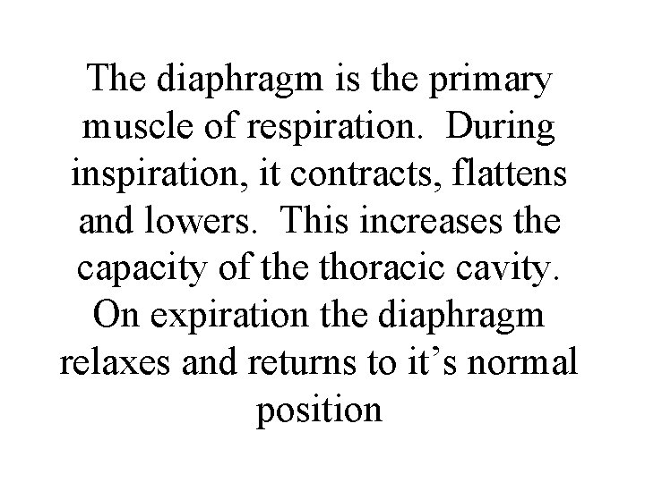 The diaphragm is the primary muscle of respiration. During inspiration, it contracts, flattens and