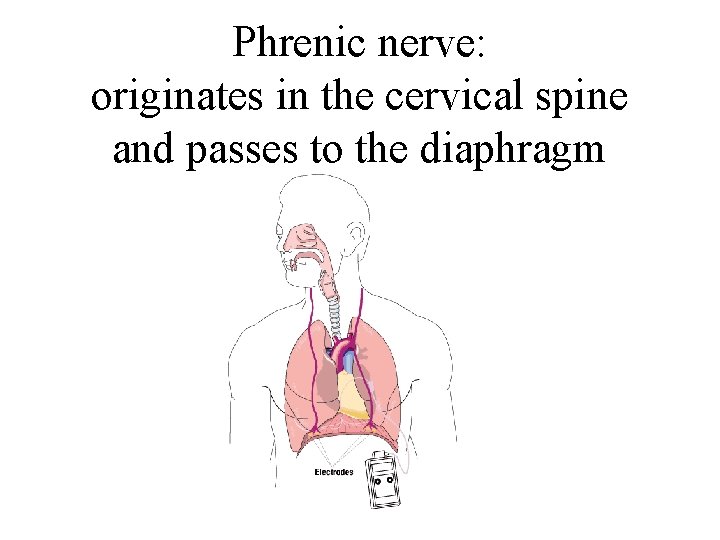 Phrenic nerve: originates in the cervical spine and passes to the diaphragm 