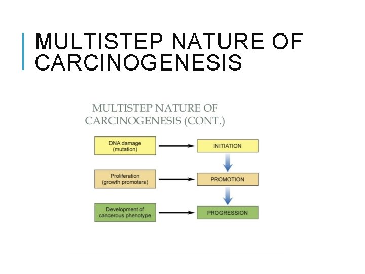 MULTISTEP NATURE OF CARCINOGENESIS 