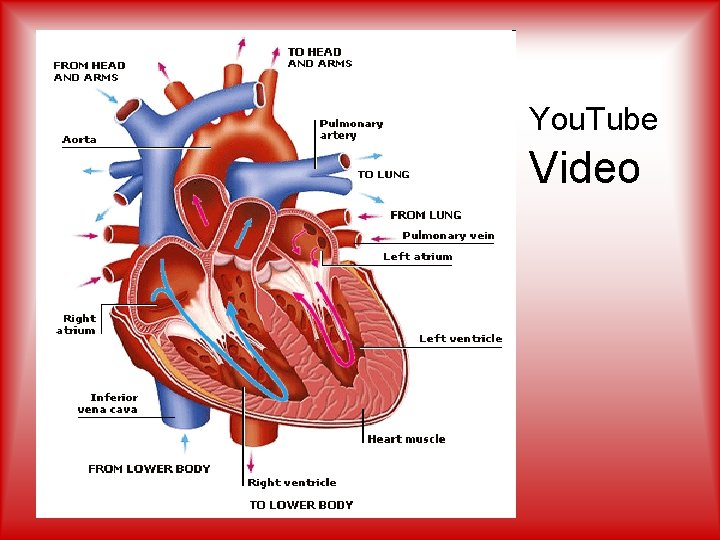 Heart You. Tube Video 