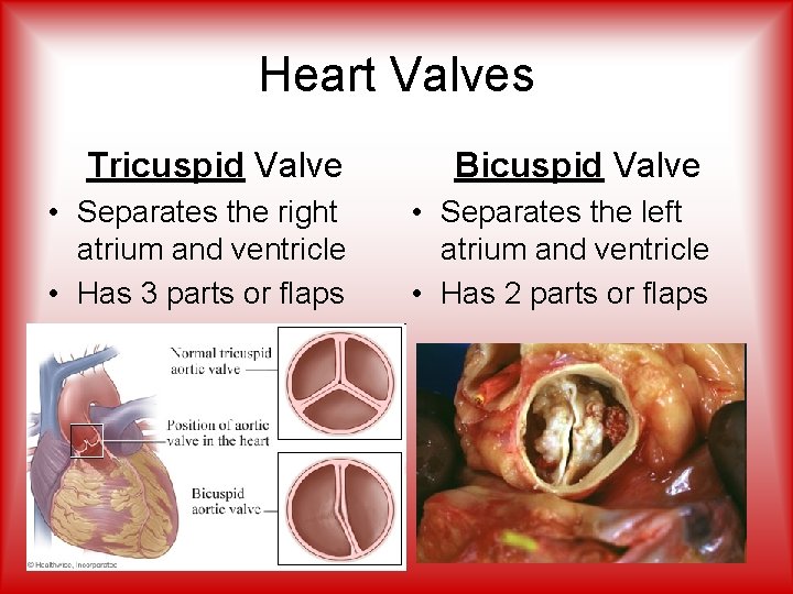 Heart Valves Tricuspid Valve Bicuspid Valve • Separates the right atrium and ventricle •
