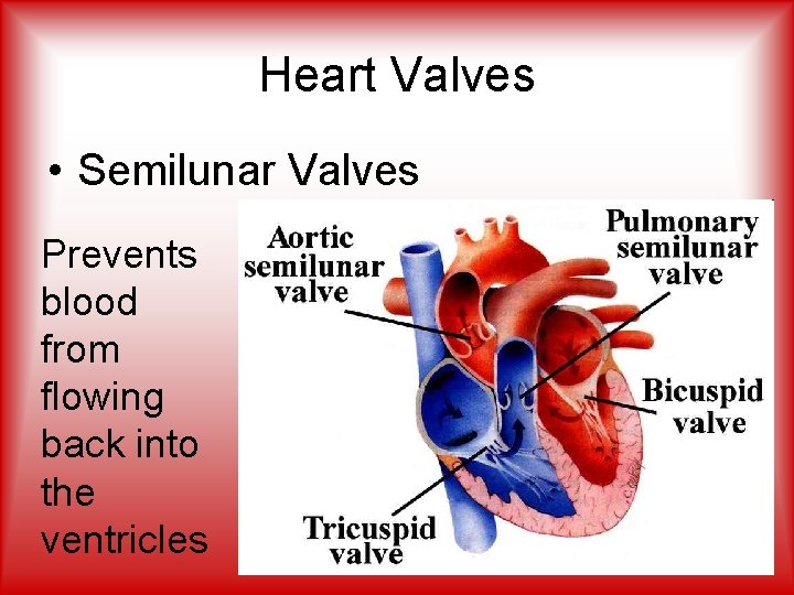 Heart Valves • Semilunar Valves Prevents blood from flowing back into the ventricles 